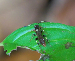 Ichneumon ultimus