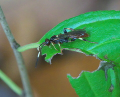 Ichneumon ultimus
