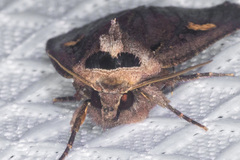 Adelphagrotis indeterminata