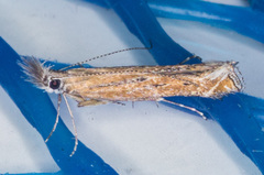 Isophrictis magnella
