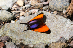 Marpesia marcella valetta