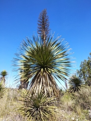 Nolina parviflora