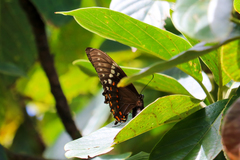 Papilio menatius victorinus