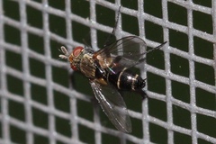 Clausicella setigera