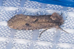 Acrolophus cockerelli