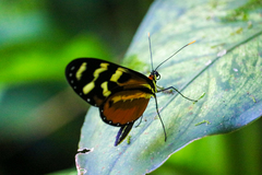 Mechanitis polymnia lycidice