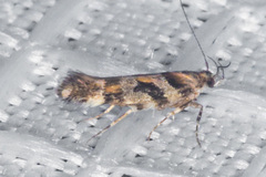 Aristotelia devexella