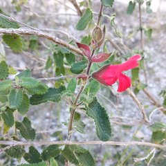 Salvia oaxacana
