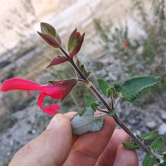 Salvia oaxacana