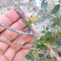 Salvia oaxacana
