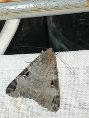 Melipotis perpendicularis