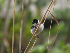 Sporophila americana