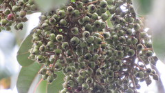 Sciodaphyllum bogotense