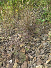Bidens parviflora