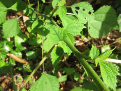 Boehmeria nivea