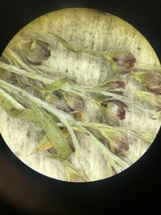 Lechea intermedia intermedia