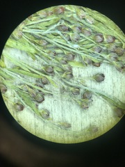 Lechea intermedia intermedia