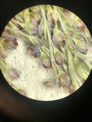 Lechea intermedia intermedia