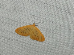 Eubaphe