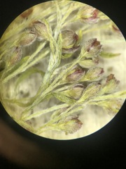 Lechea intermedia intermedia