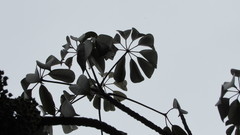 Sciodaphyllum bogotense