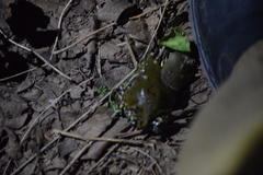 Dermatonotus muelleri