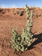 Halogeton glomeratus