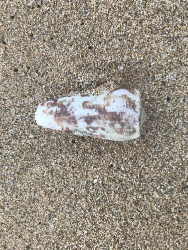 Conus striatus observed 2020-09-30