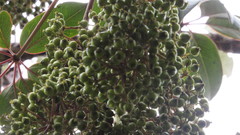 Sciodaphyllum bogotense