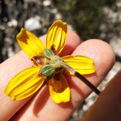 Electranthera parvifolia