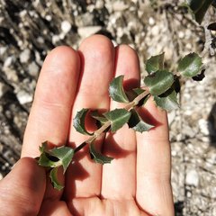 Electranthera parvifolia