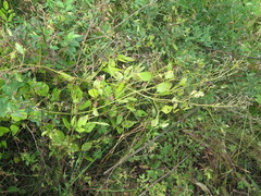 Clematis terniflora mandshurica