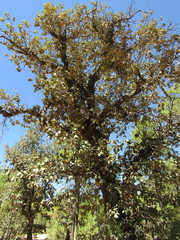 Quercus mcvaughii