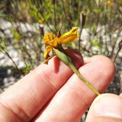 Tagetes linifolia
