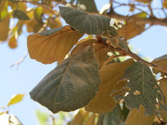 Quercus mcvaughii
