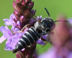 Coelioxys modestus