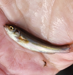 Chrosomus neogaeus