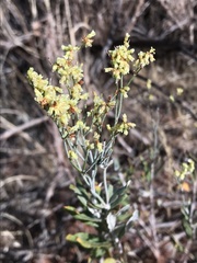 Eriogonum leptocladon