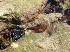 Favonigobius lateralis