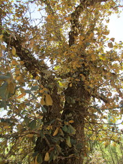 Quercus mcvaughii