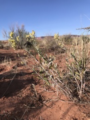 Eriogonum leptocladon