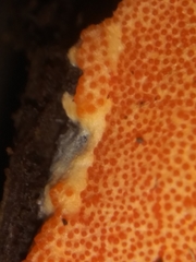 Hypomyces armeniacus