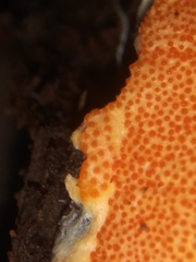 Hypomyces armeniacus