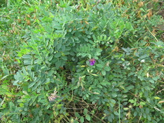 Vicia amurensis