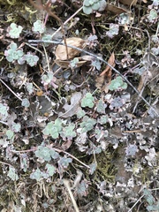 Sedum spathulifolium