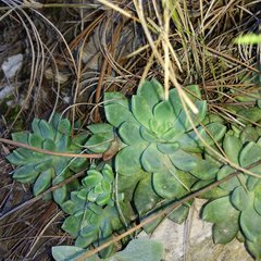 Echeveria amoena