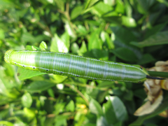 Cephonodes hylas