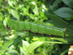 Cephonodes hylas