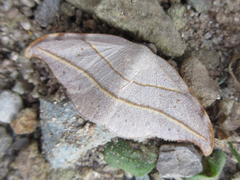 Nordstromia japonica