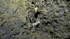 Taracus fluvipileus